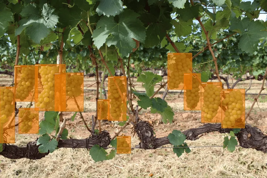 iTractor: monitorização do rendimento em vinhas e pomares com câmaras estereoscópicas