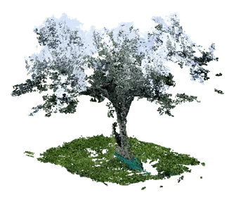 cyfrowy bliźniak drzewa oliwnego