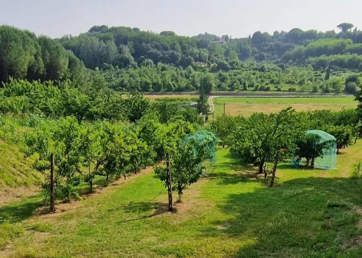 sady czereśniowe chog lari