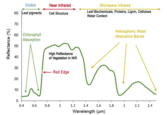 assinatura espectral da vegetação
