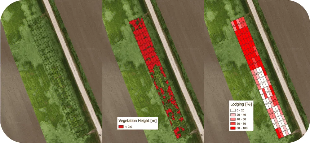 análise do acamamento de culturas cerealíferas por drone