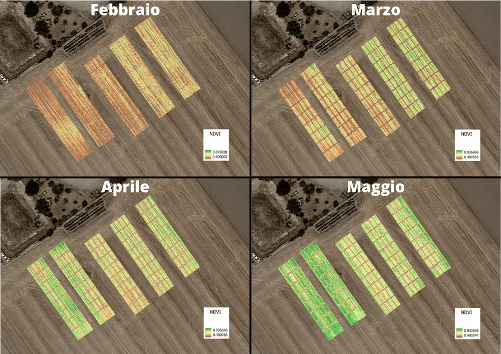 NDVI poletka doświadczalnego pszenicy