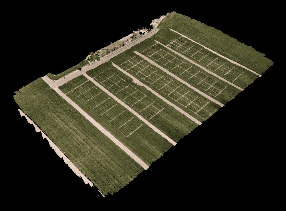 model 3D poletka doświadczalnego pszenicy