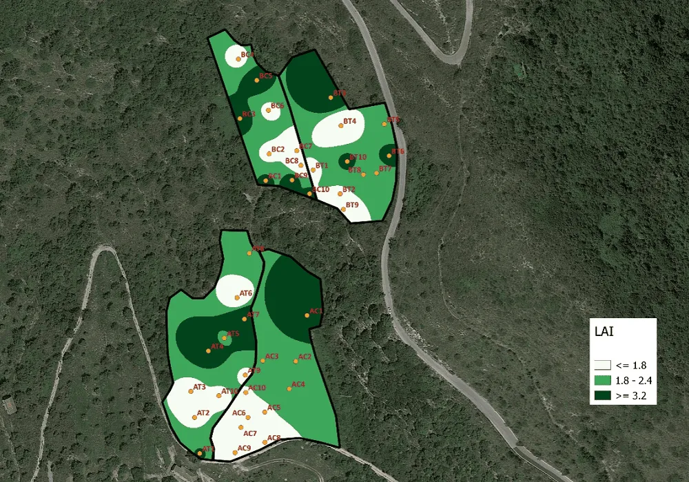 mapa powierzchni liściowej LAI gaj oliwny