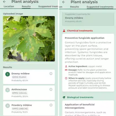 Vine plant analysis for sustainable agriculture Vine foliar analysis with results and recommended treatments for plant health.